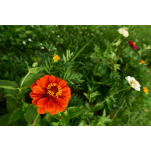 IG-RedFlower_DSC0053